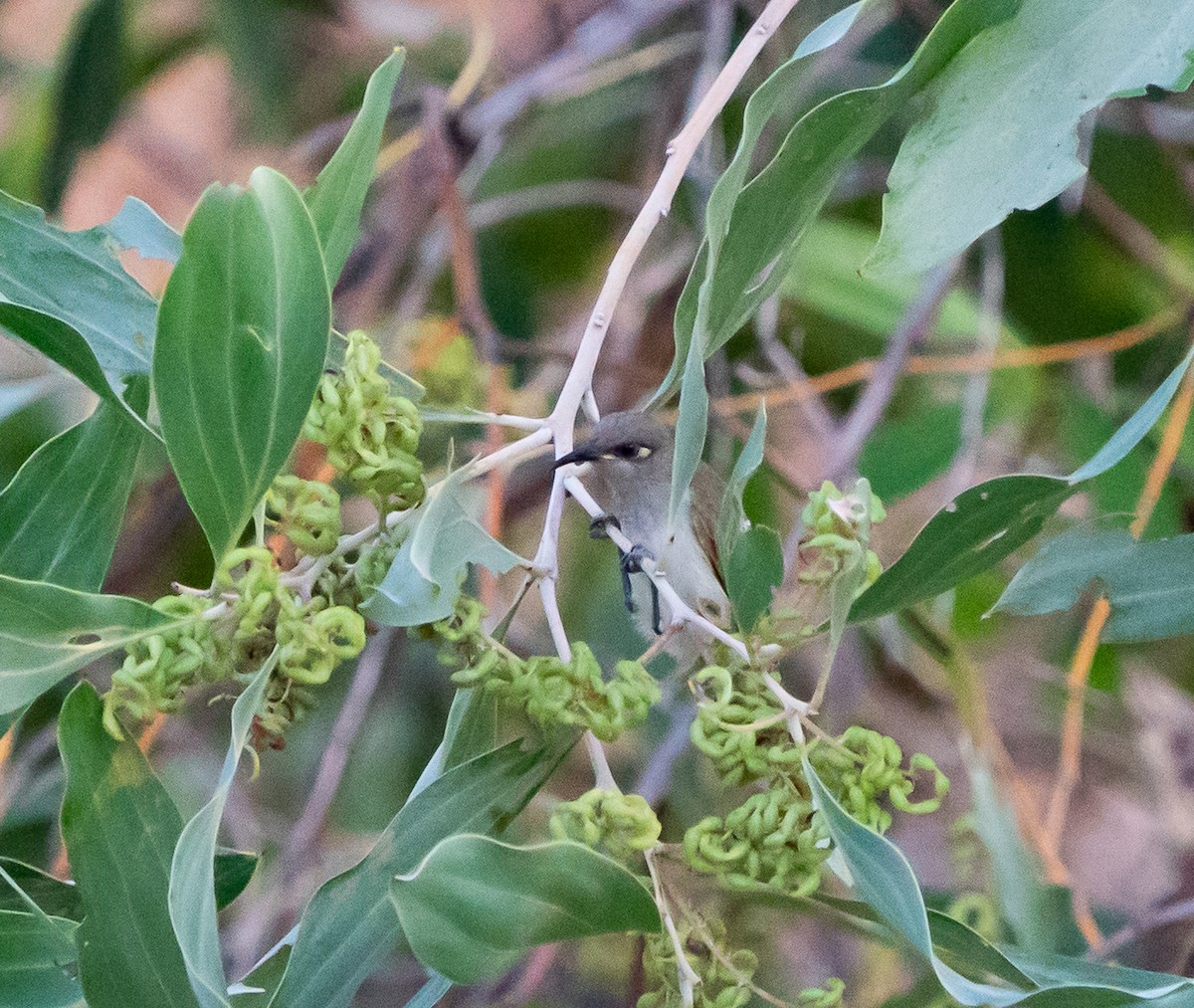 Brown Honeyeater - ML643565965