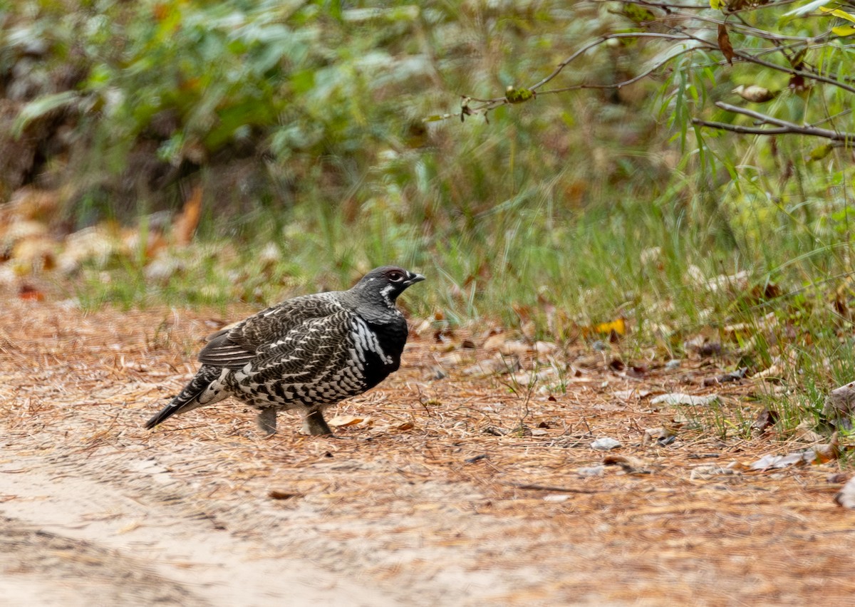 Spruce Grouse - ML643565968