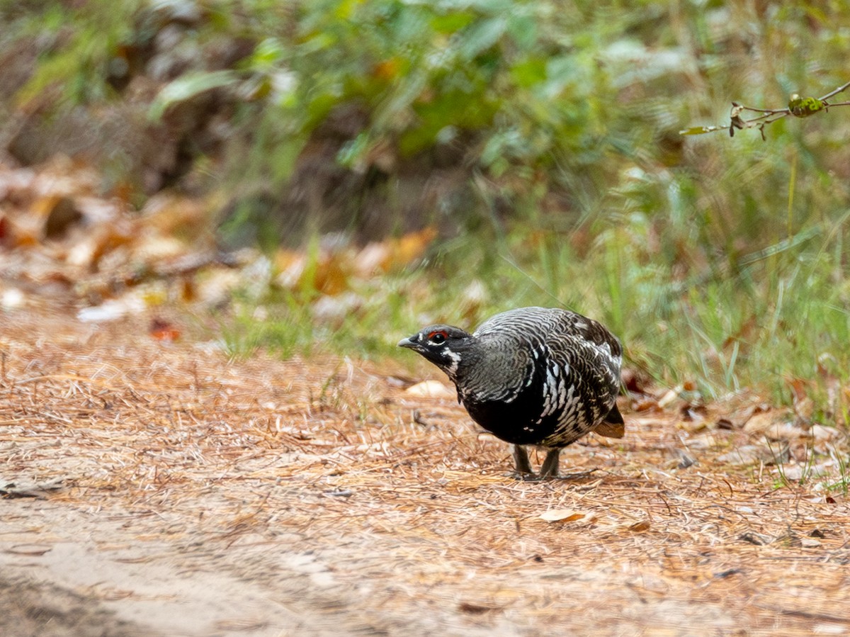 Spruce Grouse - ML643565976