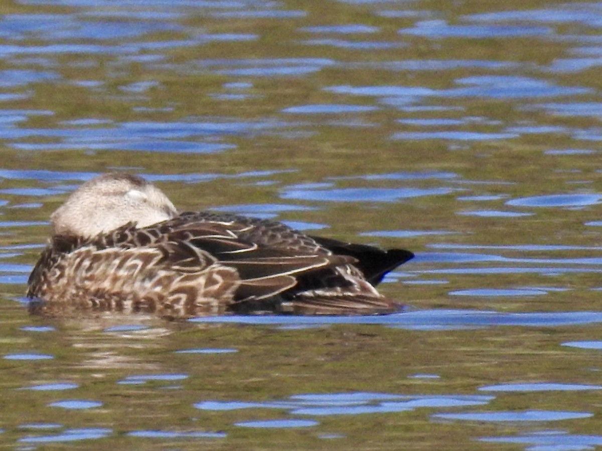 Blauflügelente - ML643565987