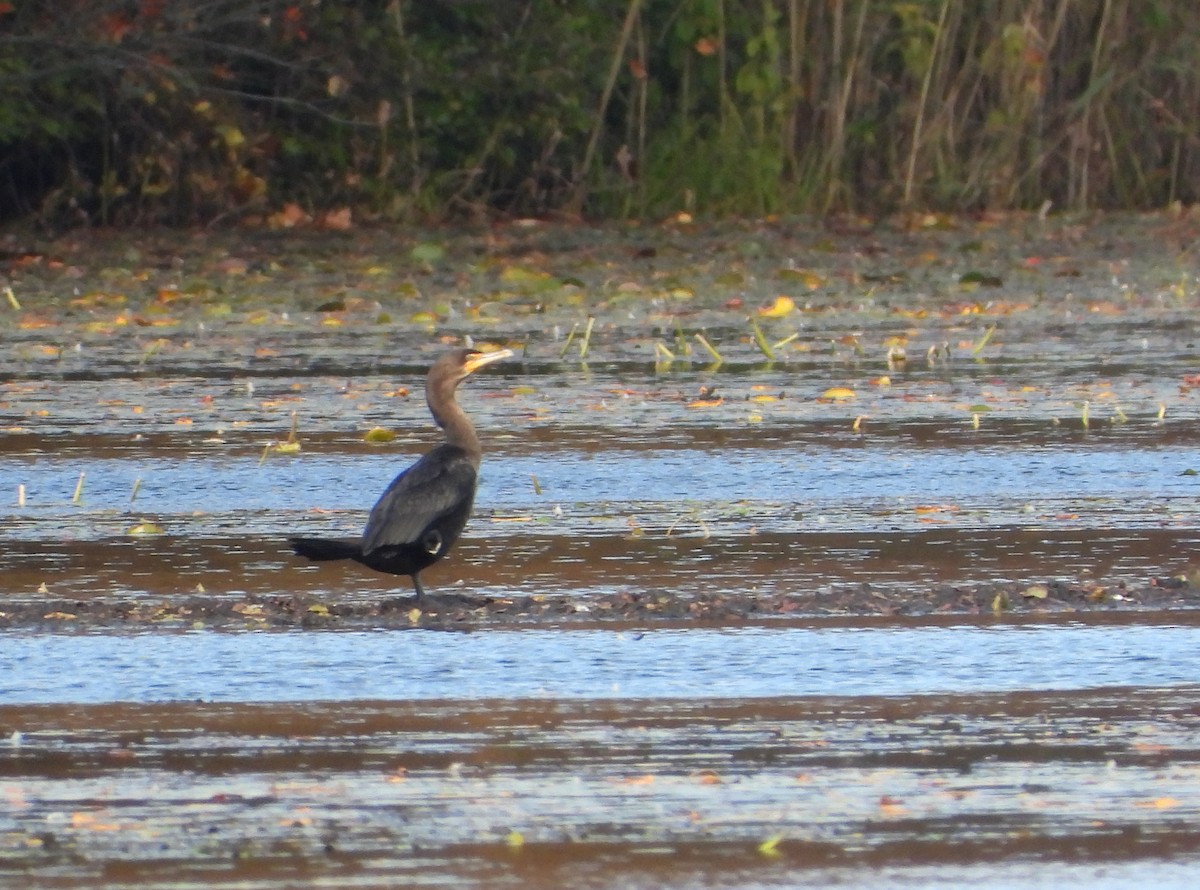 Double-crested Cormorant - ML643565990