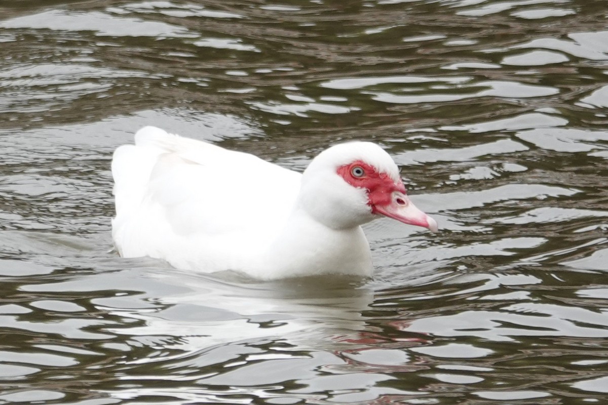 Muscovy Duck (Domestic type) - ML643565991