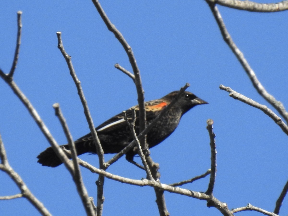 Red-winged Blackbird - ML643565998