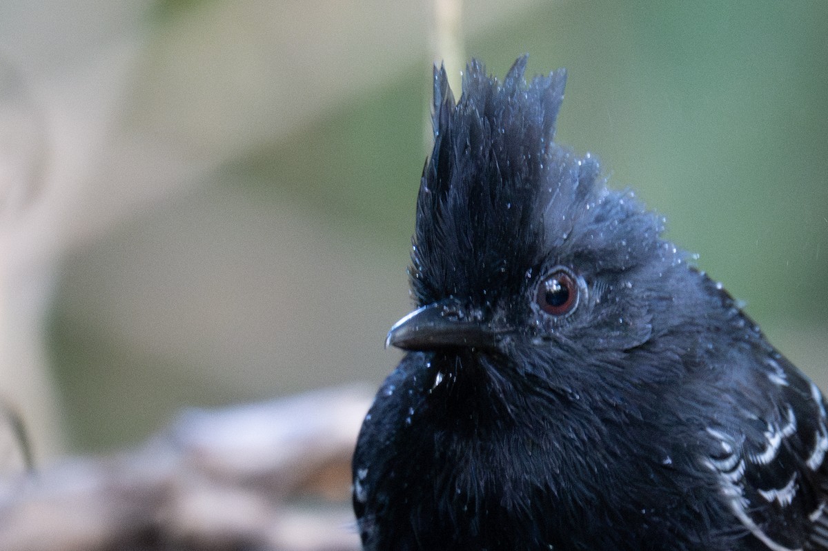 White-lined Antbird - ML643566003