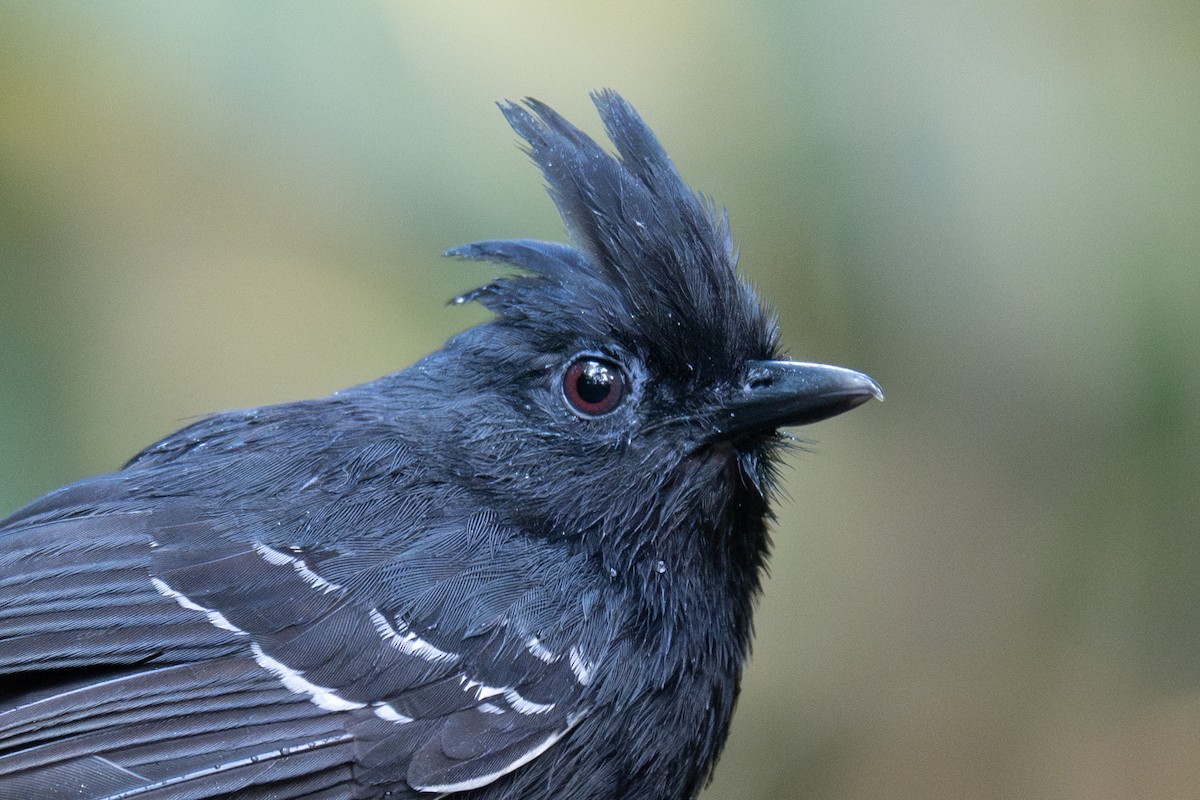 White-lined Antbird - ML643566005