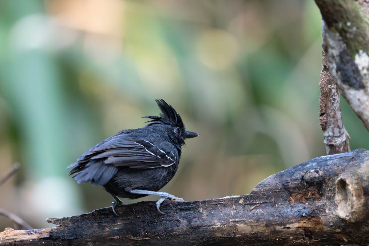 White-lined Antbird - ML643566006