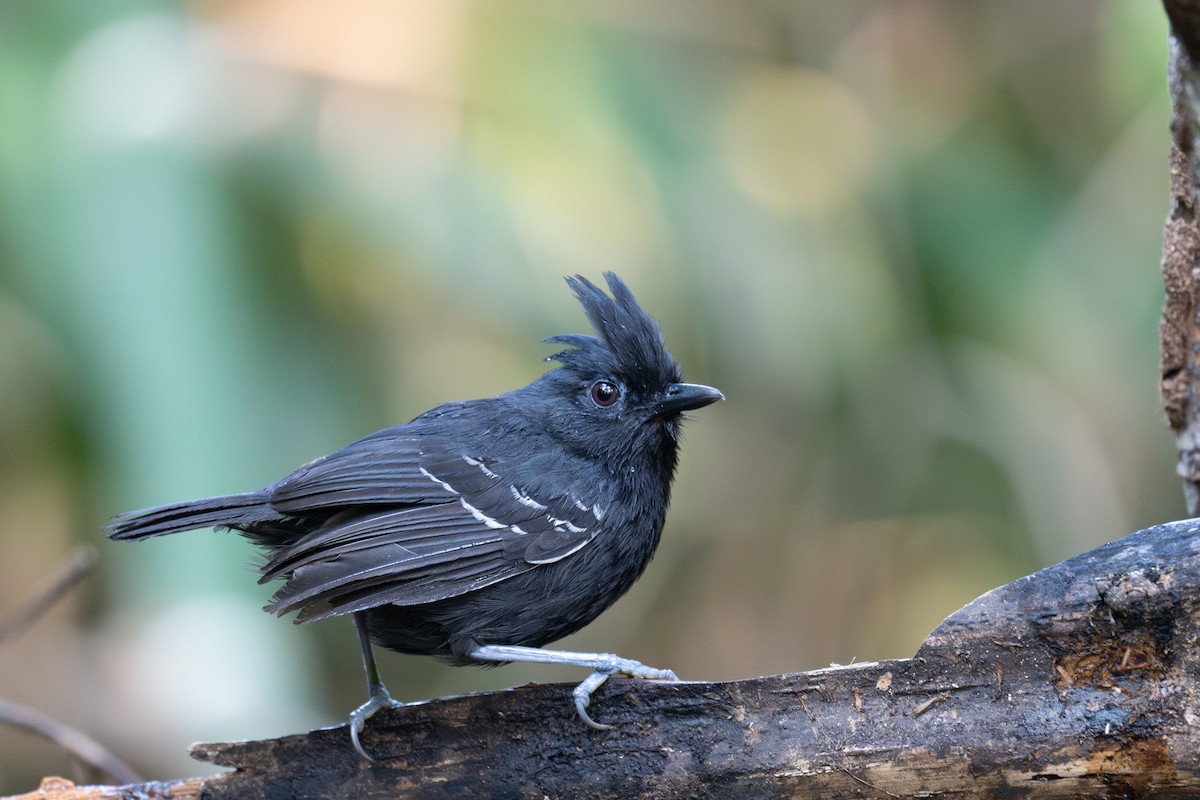 White-lined Antbird - ML643566008