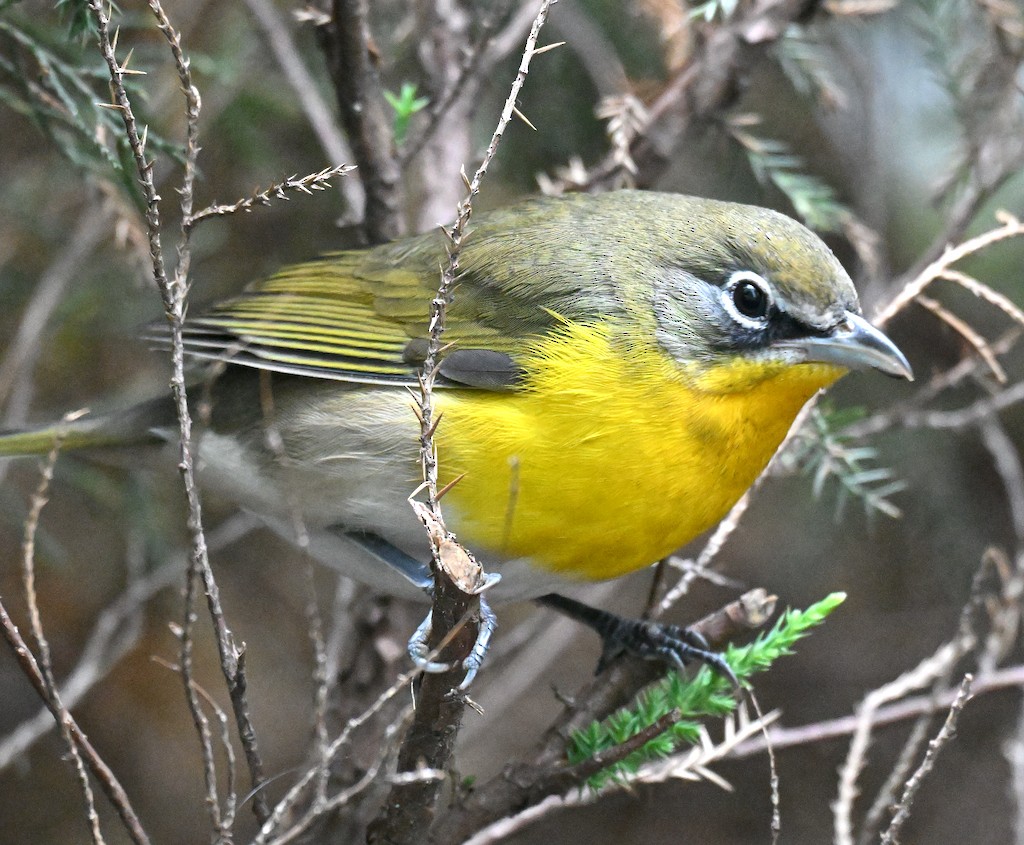 Yellow-breasted Chat - ML643566018