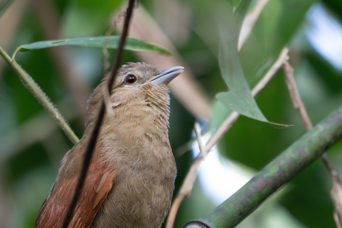 White-lined Antbird - ML643566019