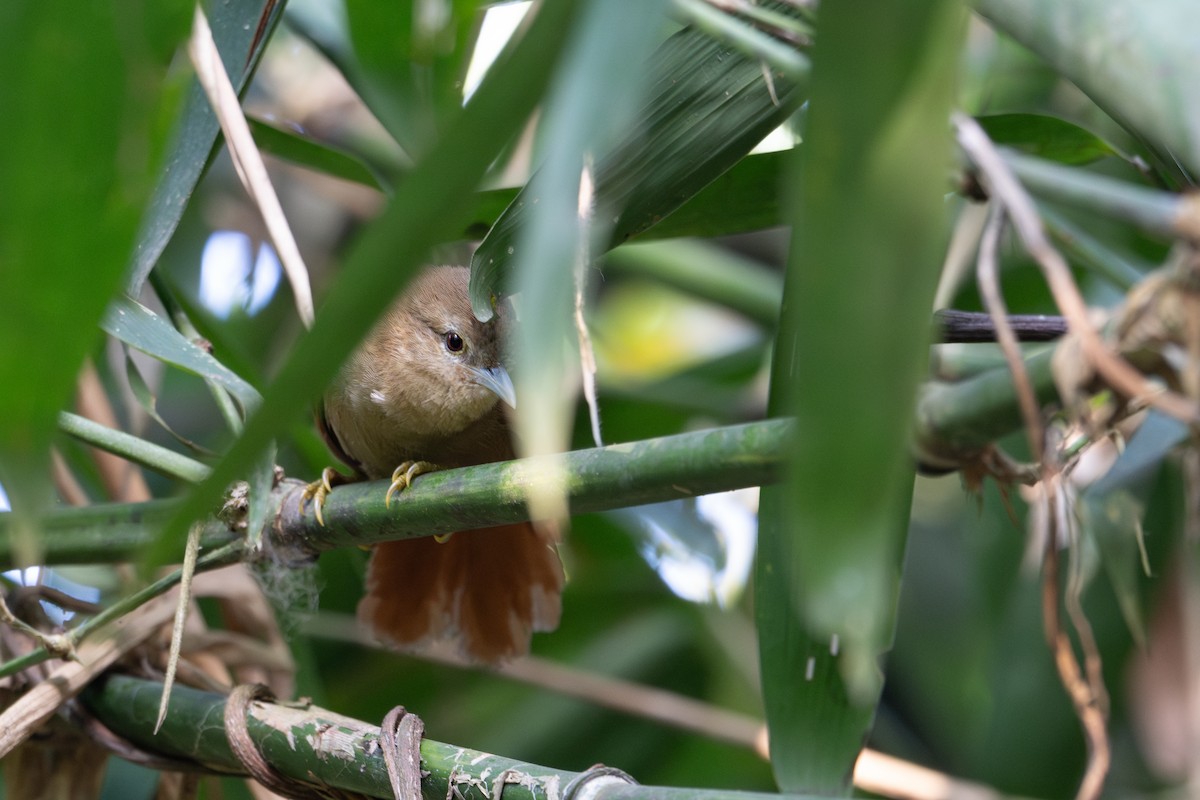 White-lined Antbird - ML643566020
