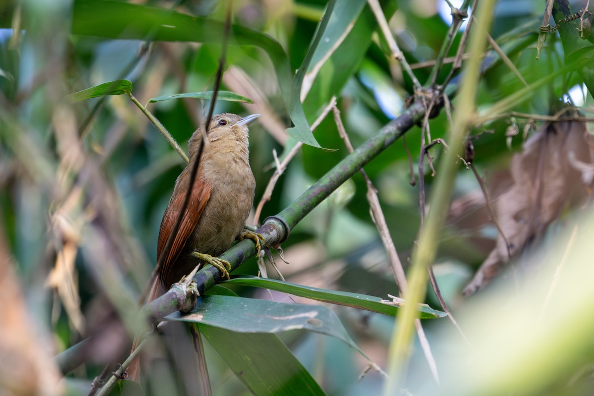 White-lined Antbird - ML643566021