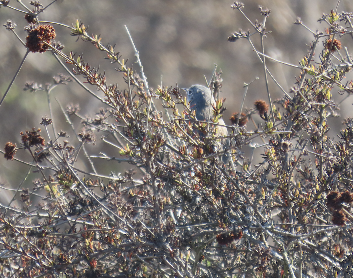 California Gnatcatcher - ML643566024