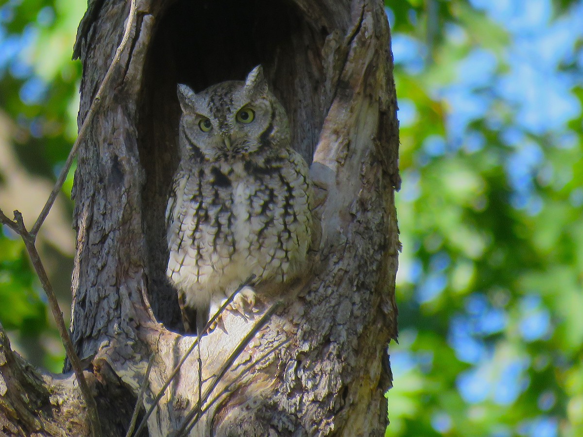 Eastern Screech-Owl - ML643566030
