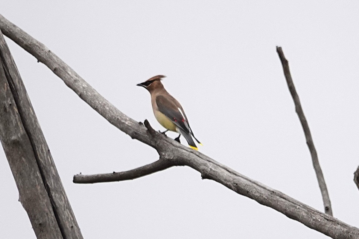 Cedar Waxwing - ML643566039