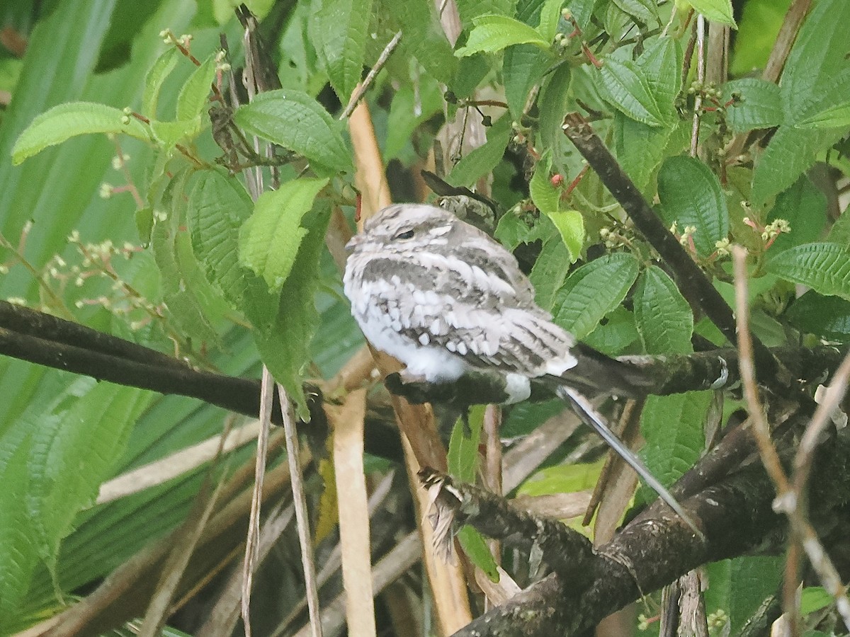 Ladder-tailed Nightjar - ML643566042