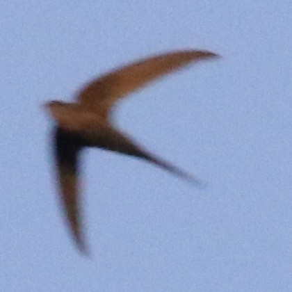 African Palm Swift - ML643566060
