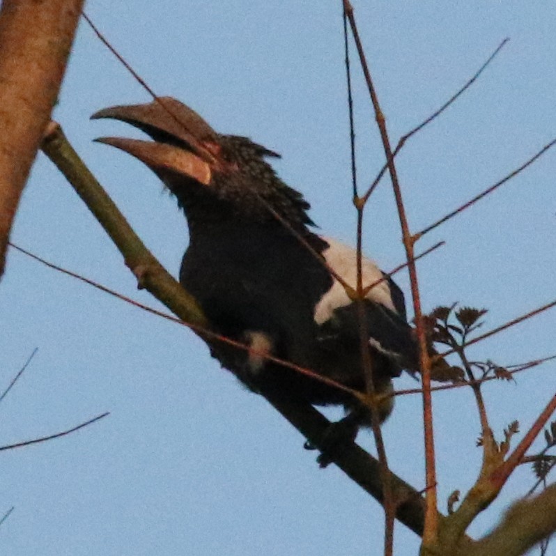 Silberwangen-Hornvogel - ML643566062