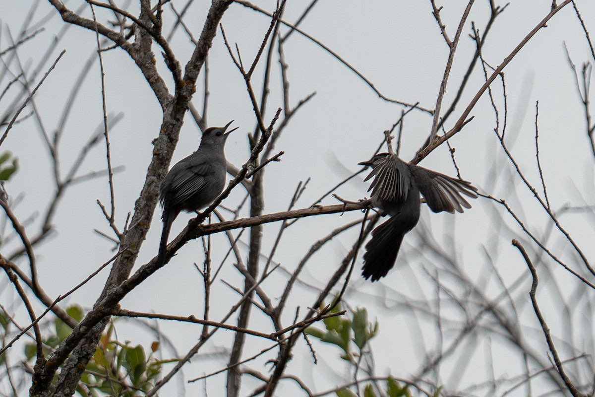 Gray Catbird - ML643566063