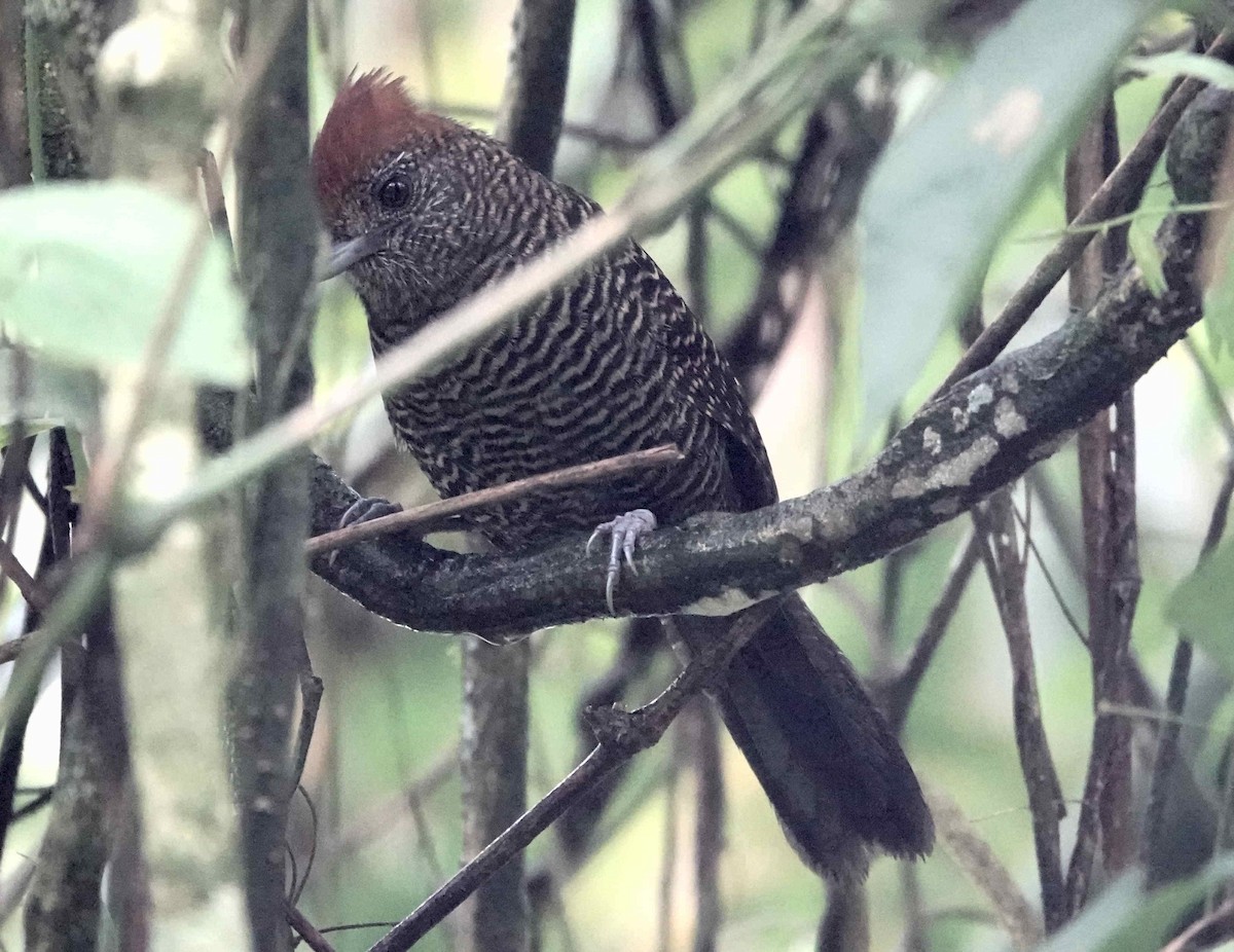 Tufted Antshrike - ML643566069