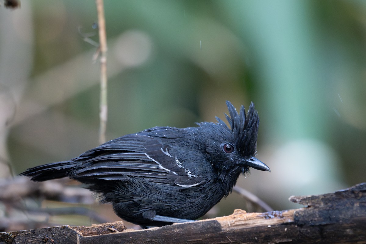 White-lined Antbird - ML643566070