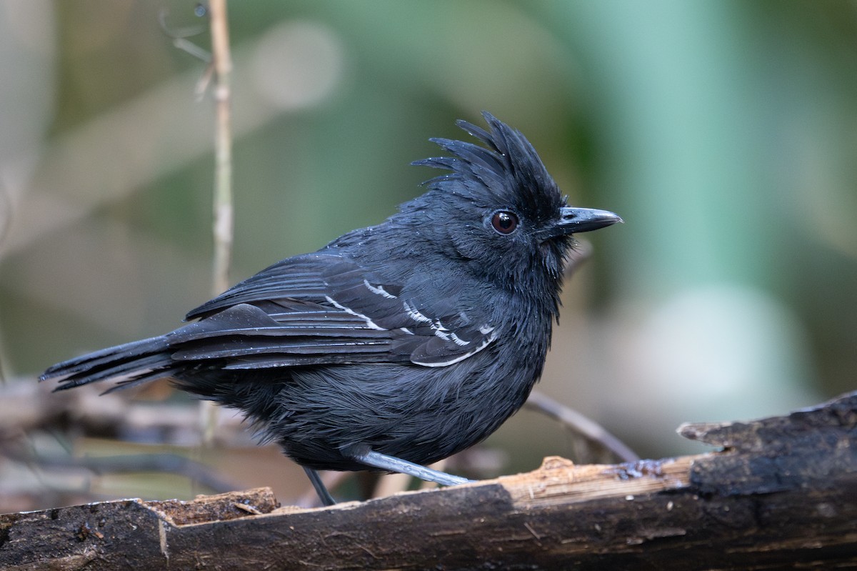 White-lined Antbird - ML643566071