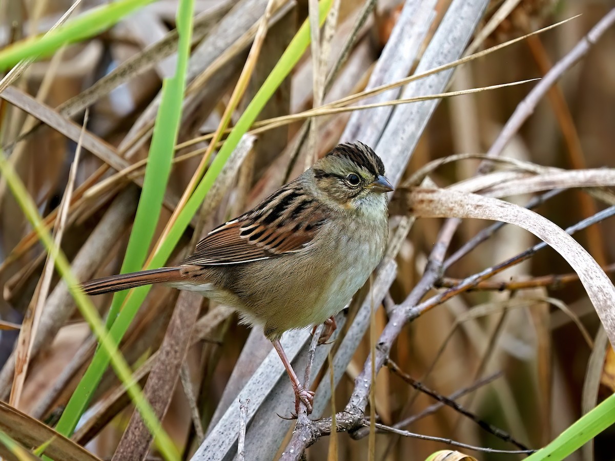 Swamp Sparrow - ML643566075
