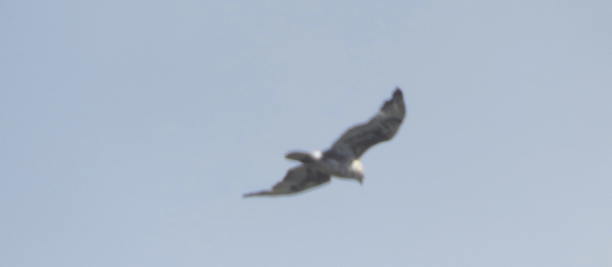 Ferruginous Hawk - ML643566086