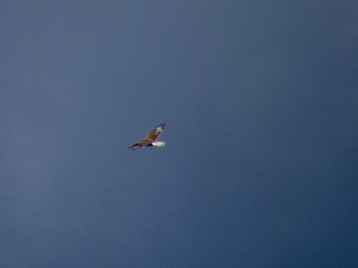 Ferruginous Hawk - ML643566087