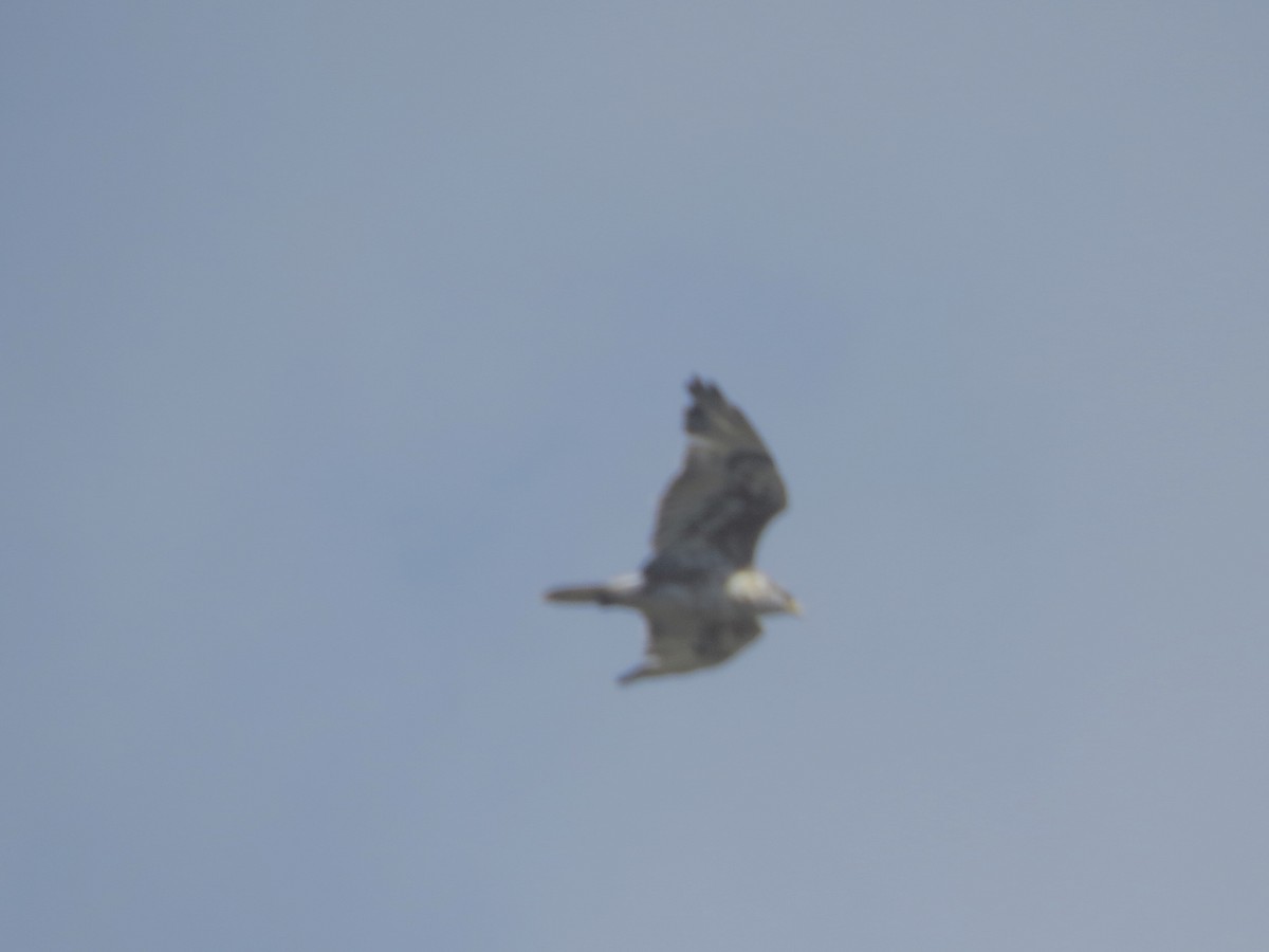 Ferruginous Hawk - ML643566088