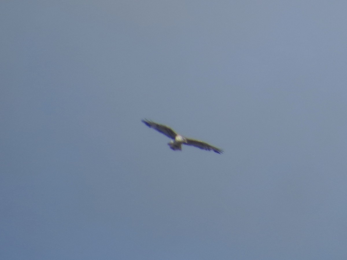 Ferruginous Hawk - ML643566089