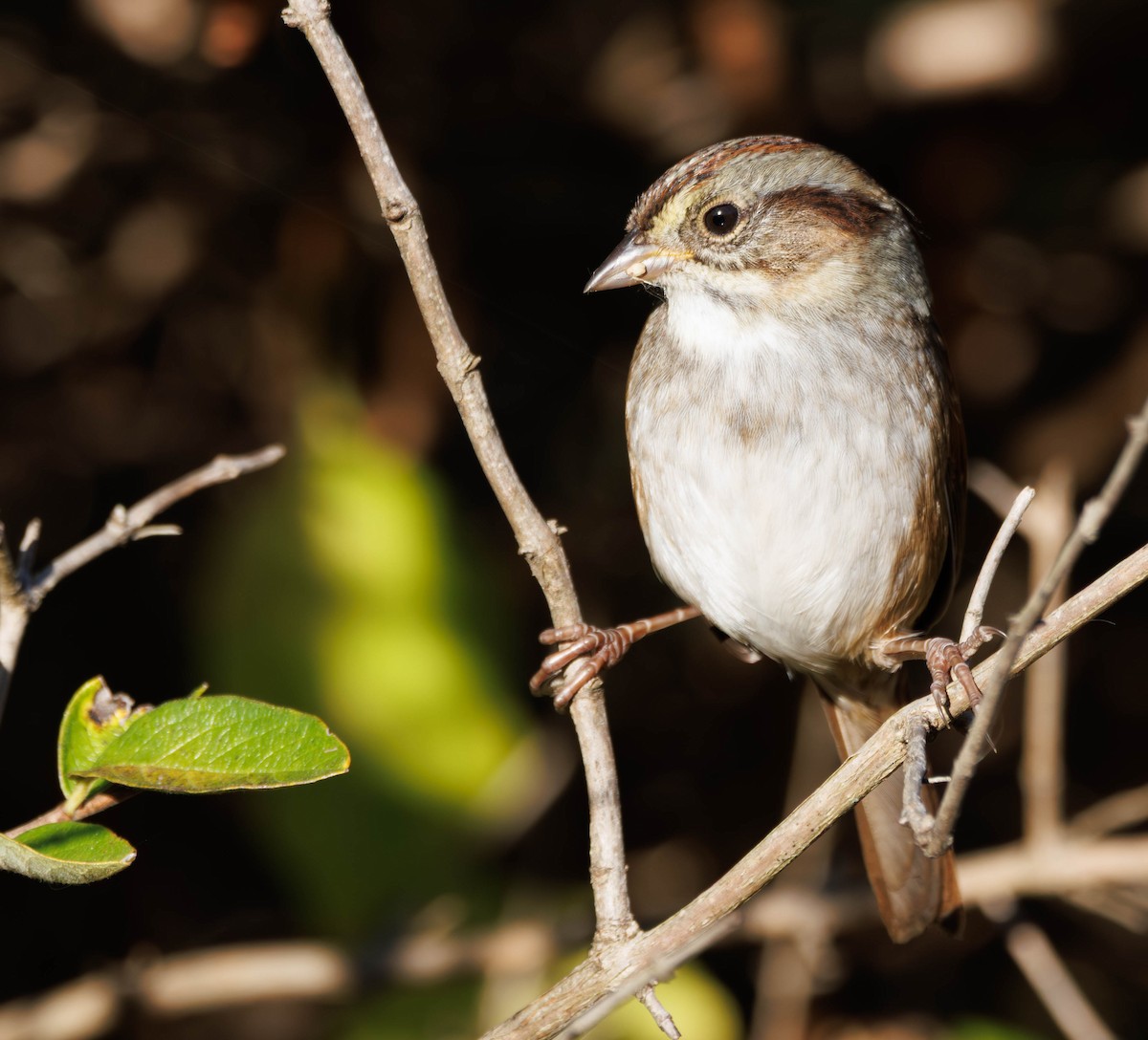 Swamp Sparrow - ML643566101