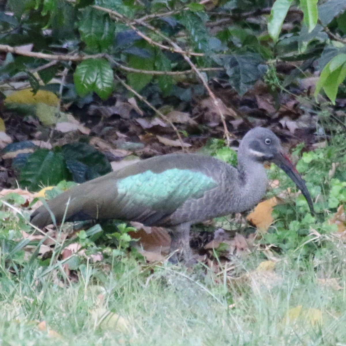 ibis hagedaš - ML643566111