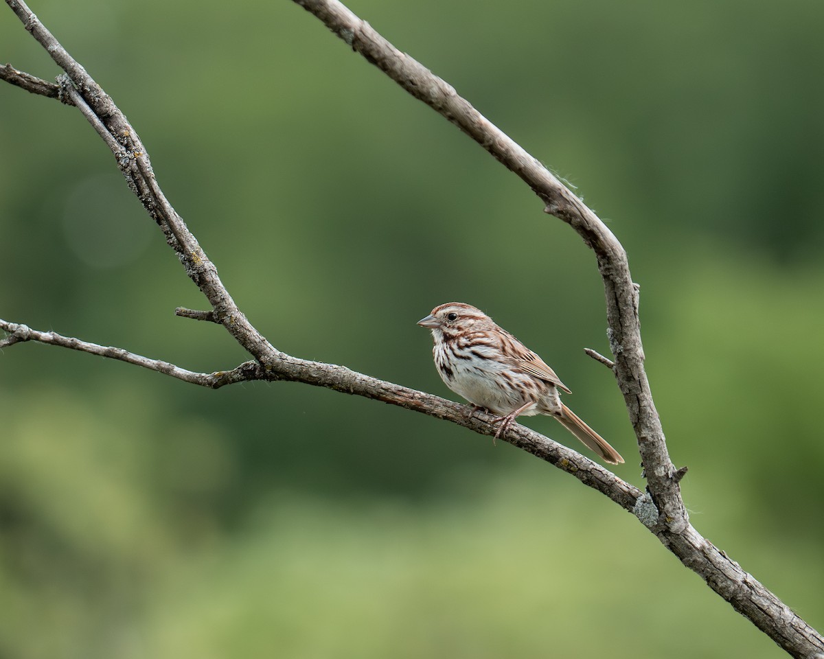 Song Sparrow - ML643566121