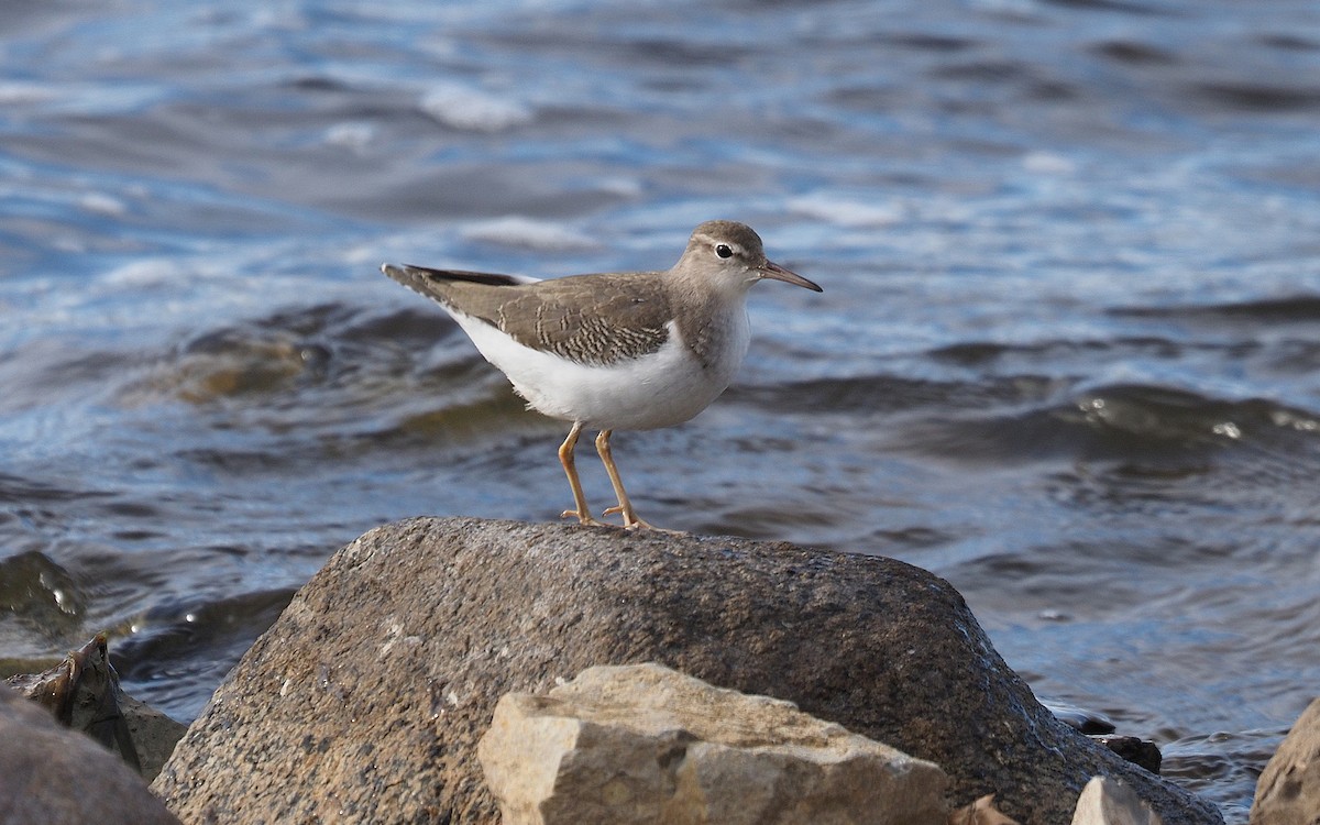 Spotted Sandpiper - ML643566130