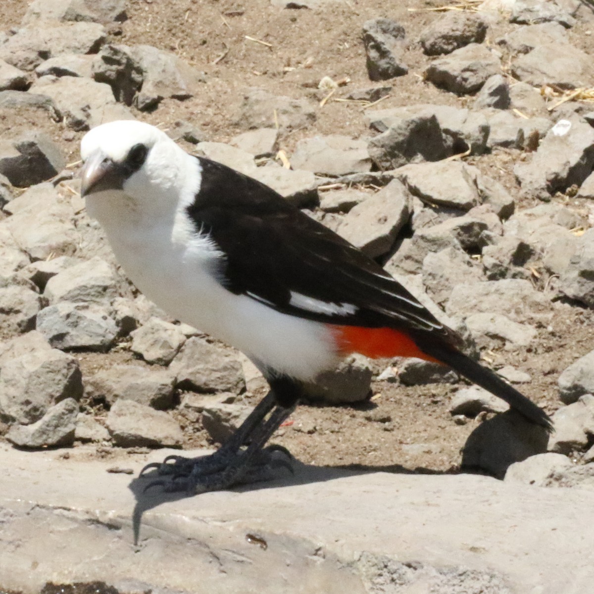 Alecto à tête blanche - ML643566147