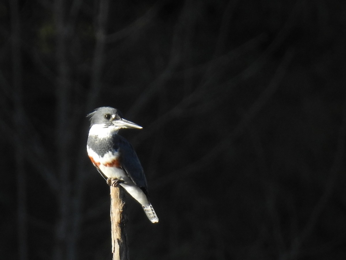 Belted Kingfisher - ML643566156