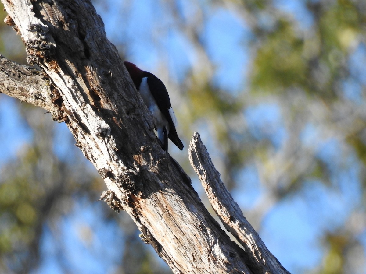 Red-headed Woodpecker - ML643566158