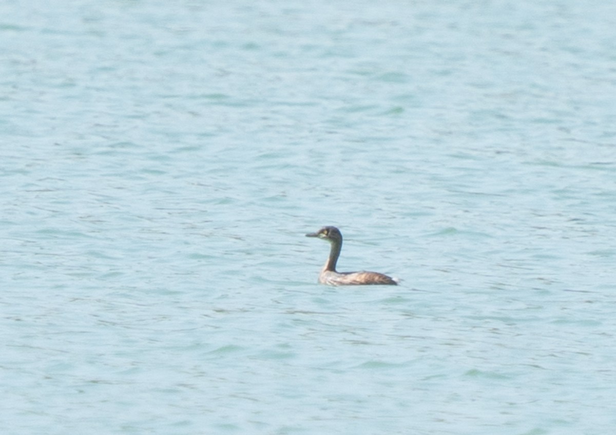 Australasian Grebe - ML643566160