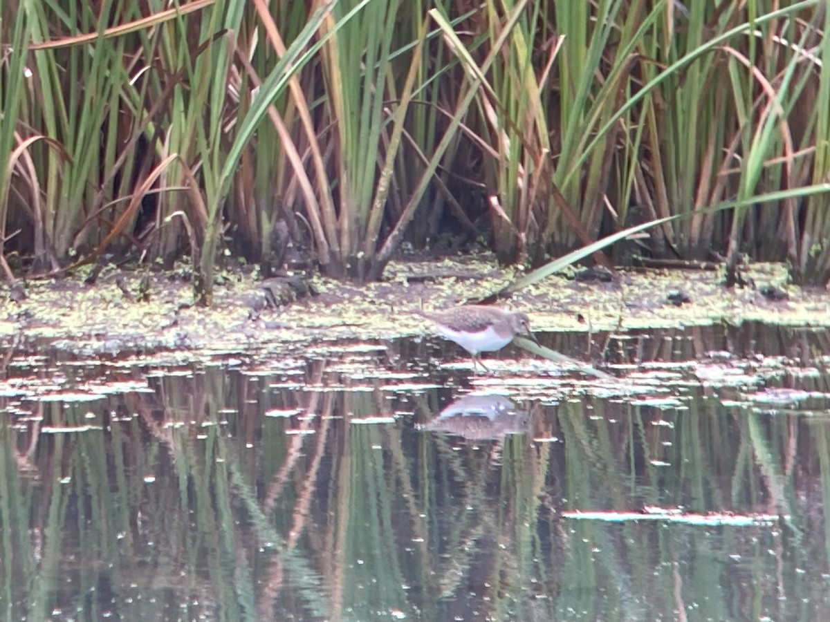 Solitary Sandpiper - ML643566163