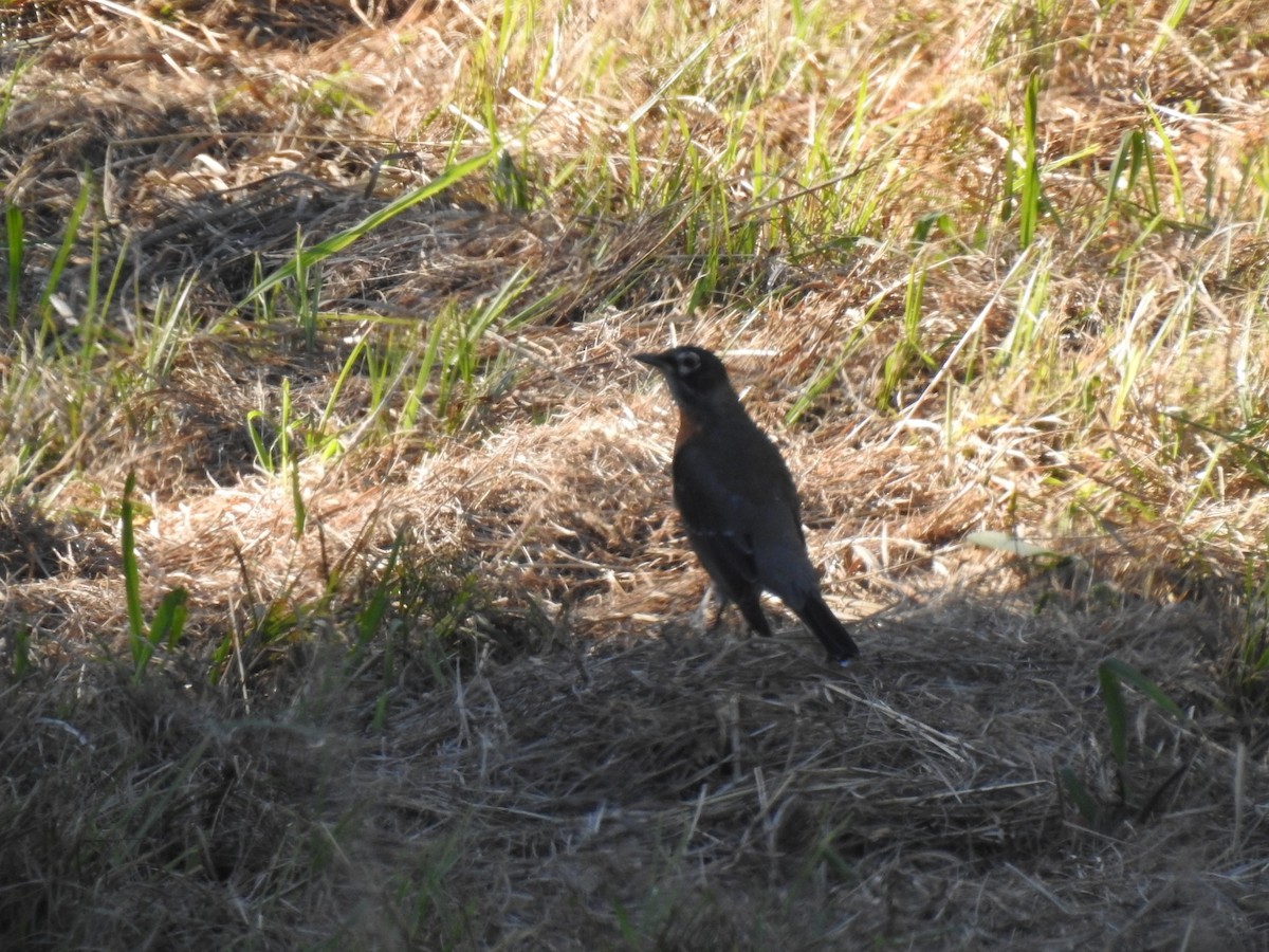 American Robin - ML643566164