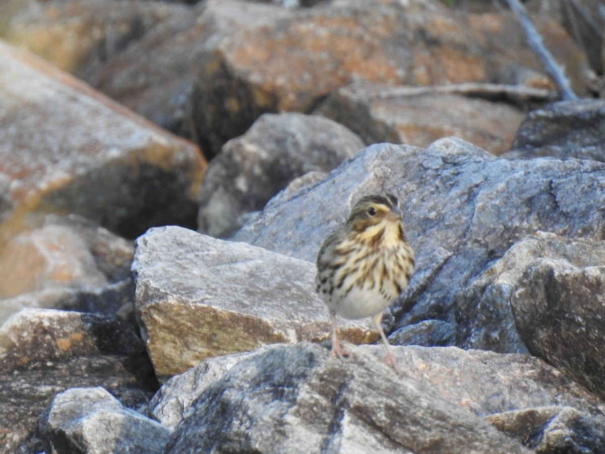 Savannah Sparrow - ML643566170