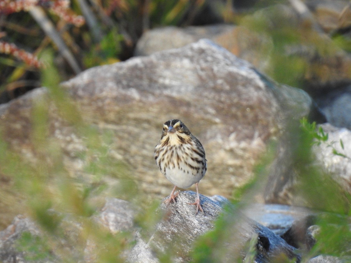 Savannah Sparrow - ML643566171
