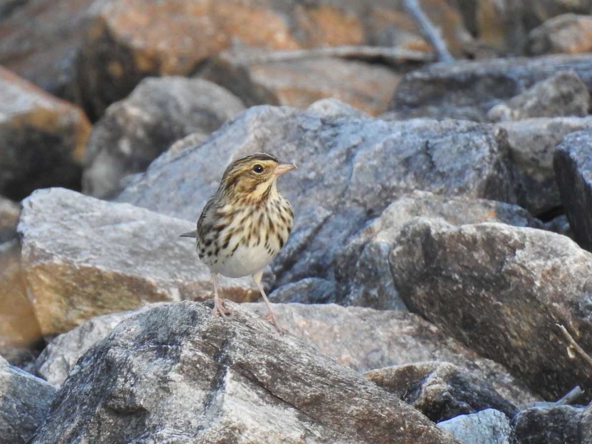 Savannah Sparrow - ML643566172