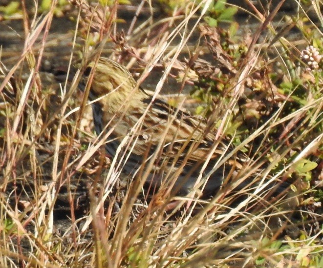 Savannah Sparrow - ML643566173