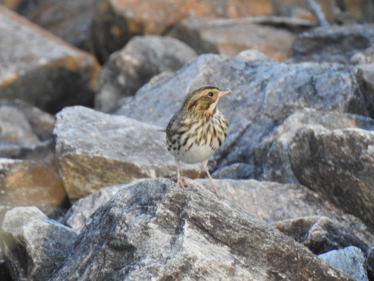 Savannah Sparrow - ML643566174