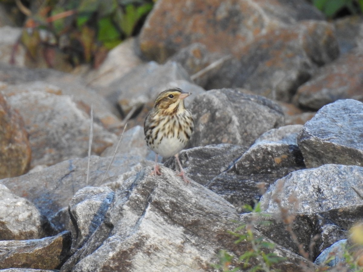 Savannah Sparrow - ML643566175