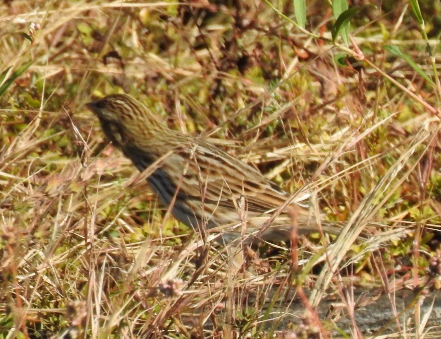 Savannah Sparrow - ML643566176