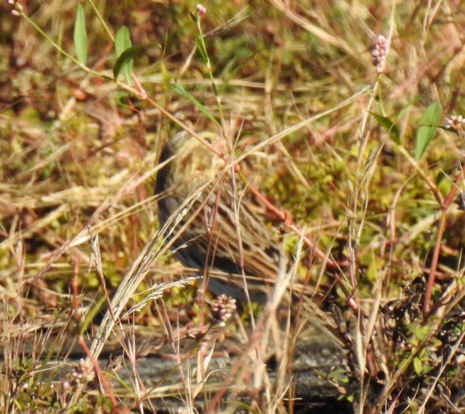 Savannah Sparrow - ML643566177