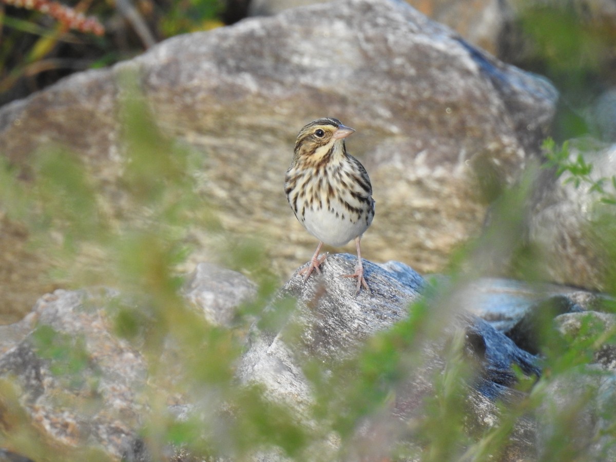 Savannah Sparrow - ML643566178