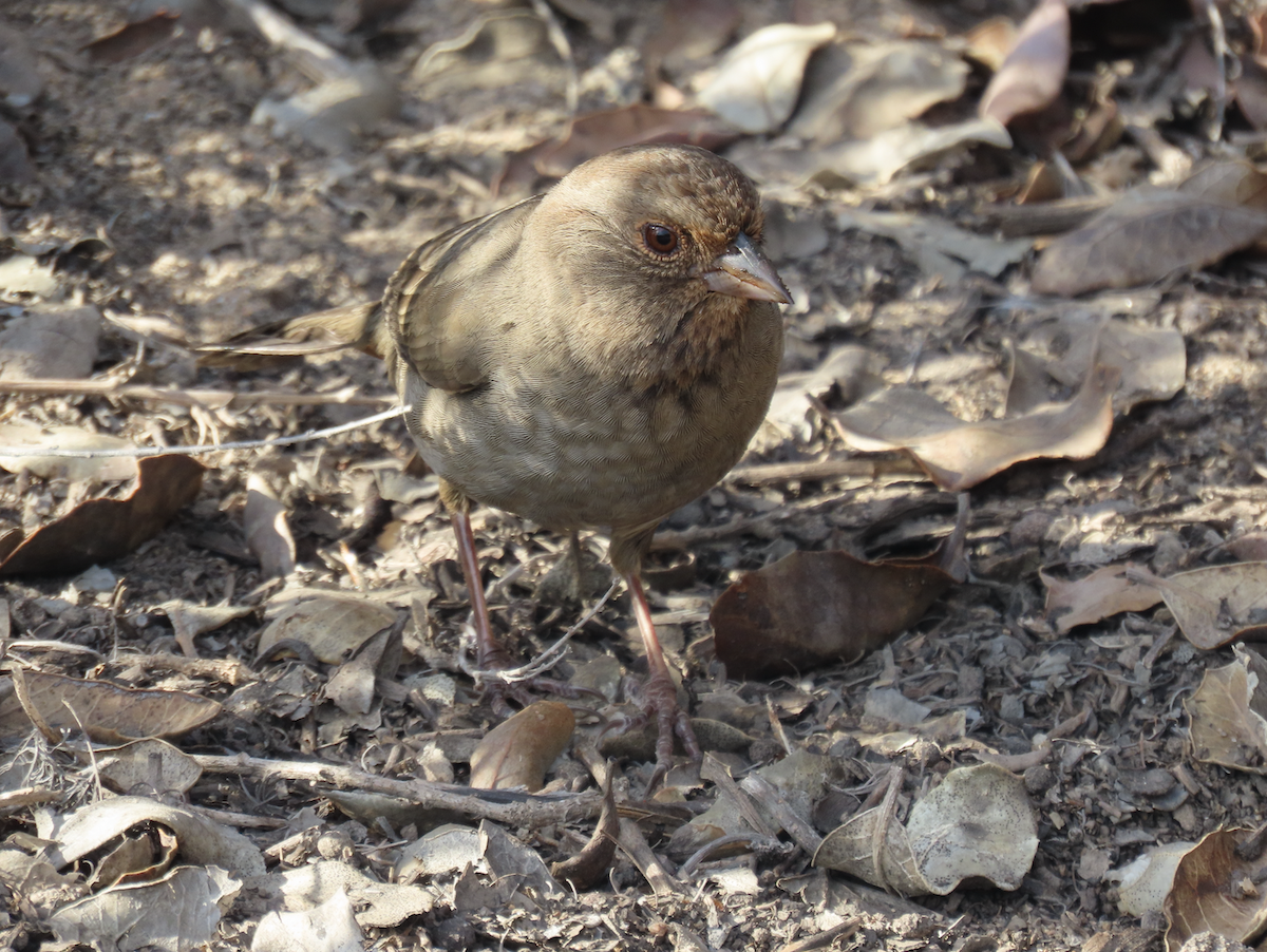 California Towhee - ML643566194